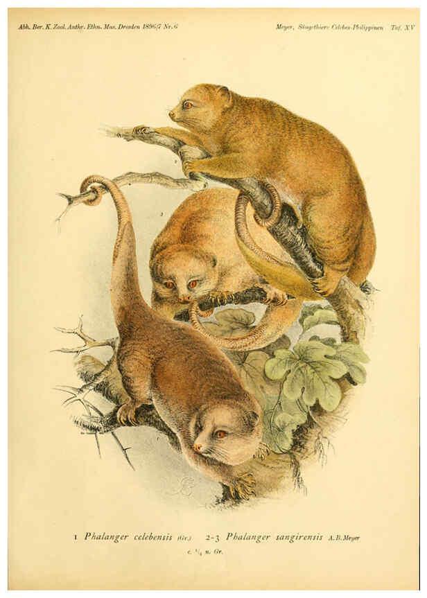 Reproducción/Reproduction 5984632555: Säugethiere vom Celebes- und Philippinen-Archipel, 1-2. Berlin :R. Friedländer & sohn,1896-9