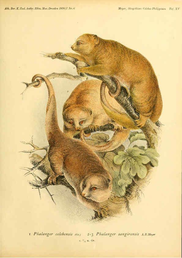 Reproducción/Reproduction 5984632555: Säugethiere vom Celebes- und Philippinen-Archipel, 1-2. Berlin :R. Friedländer & sohn,1896-9