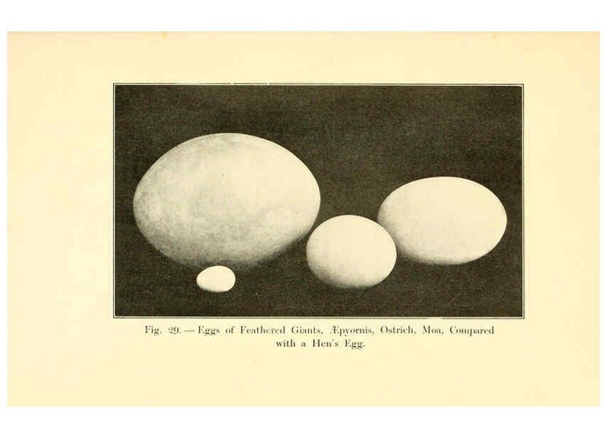 Reproducción/Reproduction 5985156816: Animals of the past New York,McClure, Phillips & Co.,1901