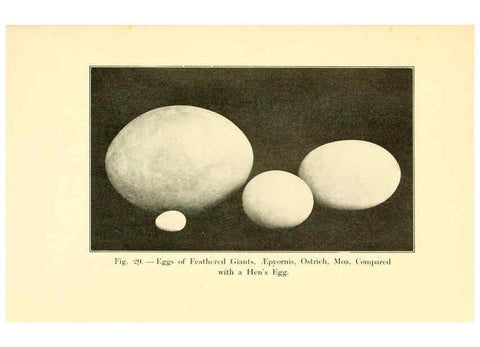 Reproducción/Reproduction 5985156816: Animals of the past New York,McClure, Phillips & Co.,1901