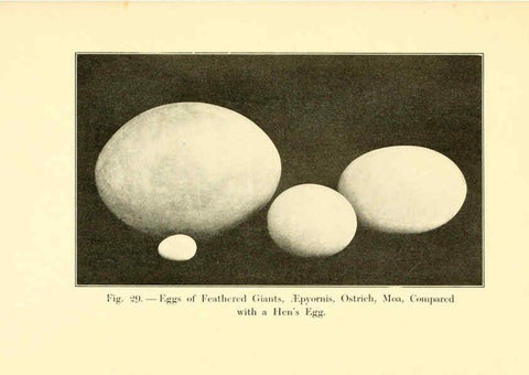 Reproducción/Reproduction 5985156816: Animals of the past New York,McClure, Phillips & Co.,1901
