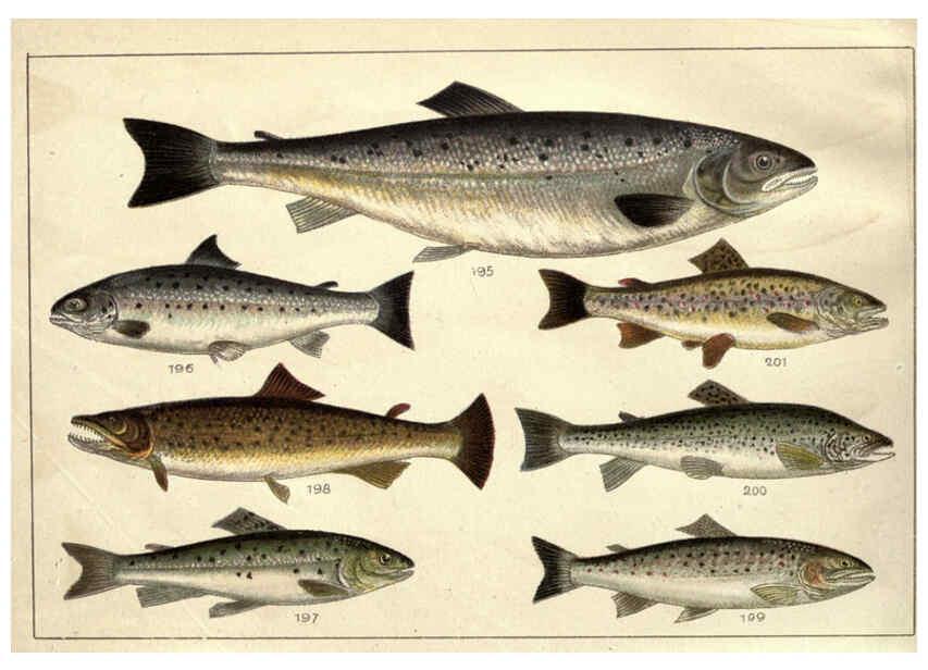 Reproducción/Reproduction 5984488457: Our country's fishes and how to know them London :Simpkin, Hamilton, Kent & Co.,[1902] 