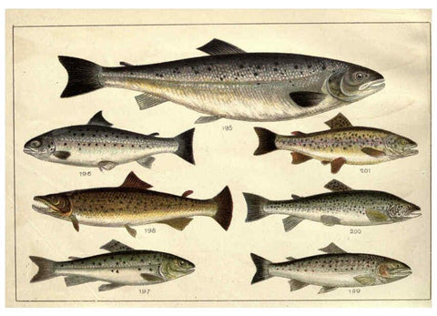 Reproducción/Reproduction 5984488457: Our country's fishes and how to know them London :Simpkin, Hamilton, Kent & Co.,[1902] 