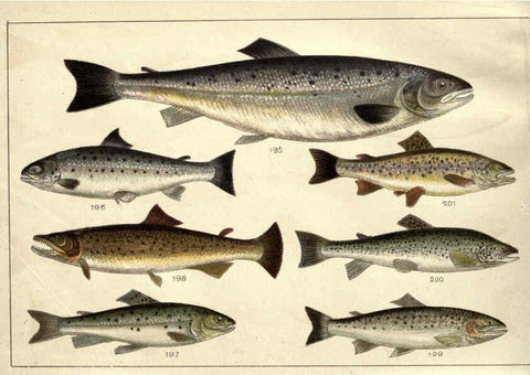 Reproducción/Reproduction 5984488457: Our country's fishes and how to know them London :Simpkin, Hamilton, Kent & Co.,[1902] 