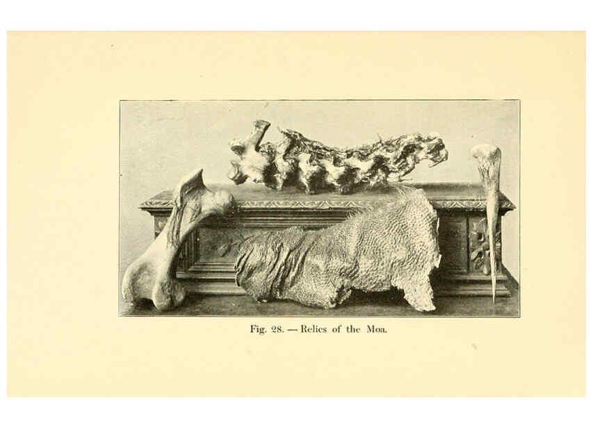 Reproducción/Reproduction 5984593135: Animals of the past New York,McClure, Phillips & Co.,1901