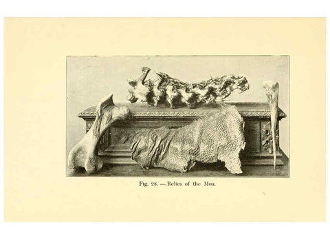 Reproducción/Reproduction 5984593135: Animals of the past New York,McClure, Phillips & Co.,1901