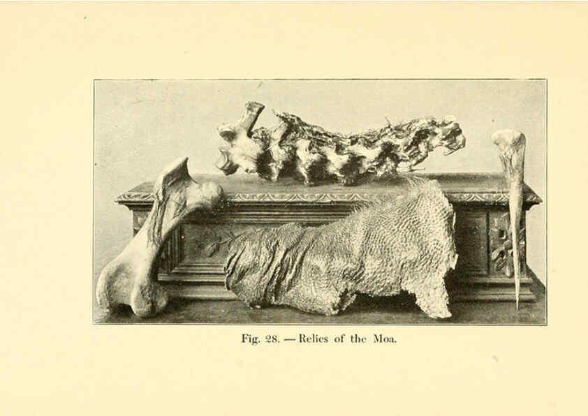 Reproducción/Reproduction 5984593135: Animals of the past New York,McClure, Phillips & Co.,1901