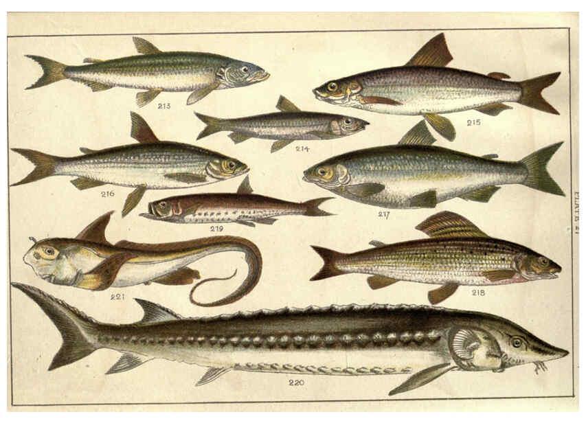 Reproducción/Reproduction 5985053038: Our country's fishes and how to know them London :Simpkin, Hamilton, Kent & Co.,[1902] 