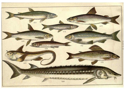 Reproducción/Reproduction 5985053038: Our country's fishes and how to know them London :Simpkin, Hamilton, Kent & Co.,[1902] 