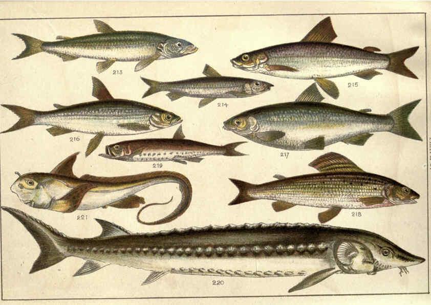 Reproducción/Reproduction 5985053038: Our country's fishes and how to know them London :Simpkin, Hamilton, Kent & Co.,[1902] 