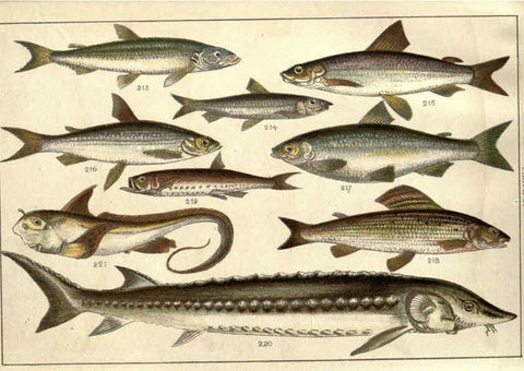 Reproducción/Reproduction 5985053038: Our country's fishes and how to know them London :Simpkin, Hamilton, Kent & Co.,[1902] 