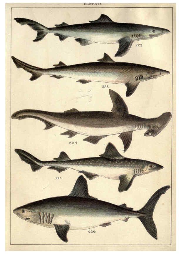 Reproducción/Reproduction 5985053236: Our country's fishes and how to know them London :Simpkin, Hamilton, Kent & Co.,[1902] 