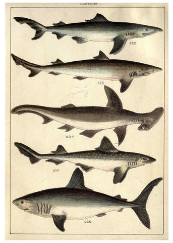 Reproducción/Reproduction 5985053236: Our country's fishes and how to know them London :Simpkin, Hamilton, Kent & Co.,[1902] 