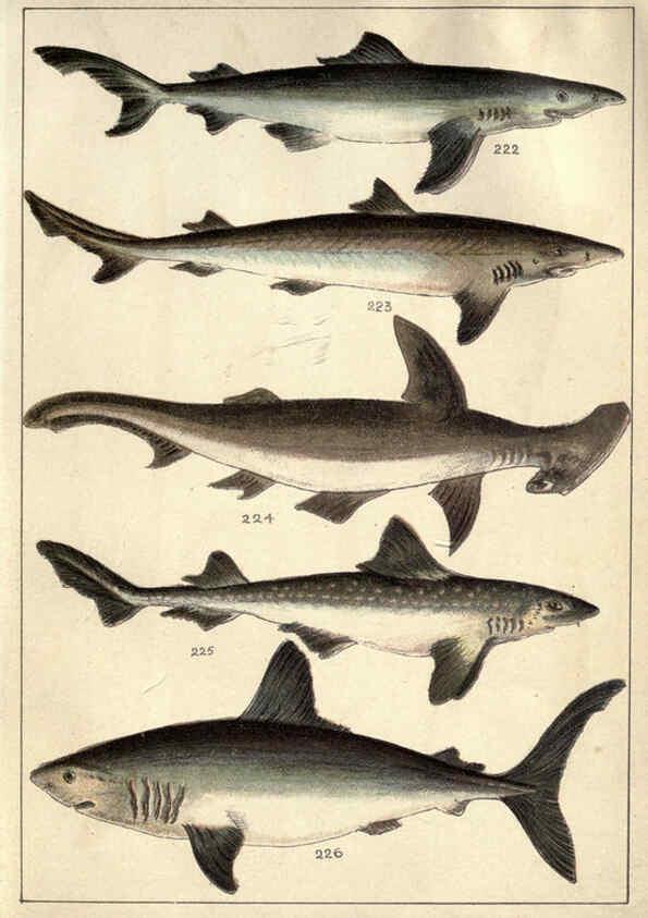 Reproducción/Reproduction 5985053236: Our country's fishes and how to know them London :Simpkin, Hamilton, Kent & Co.,[1902] 