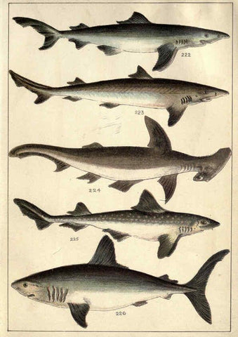 Reproducción/Reproduction 5985053236: Our country's fishes and how to know them London :Simpkin, Hamilton, Kent & Co.,[1902] 