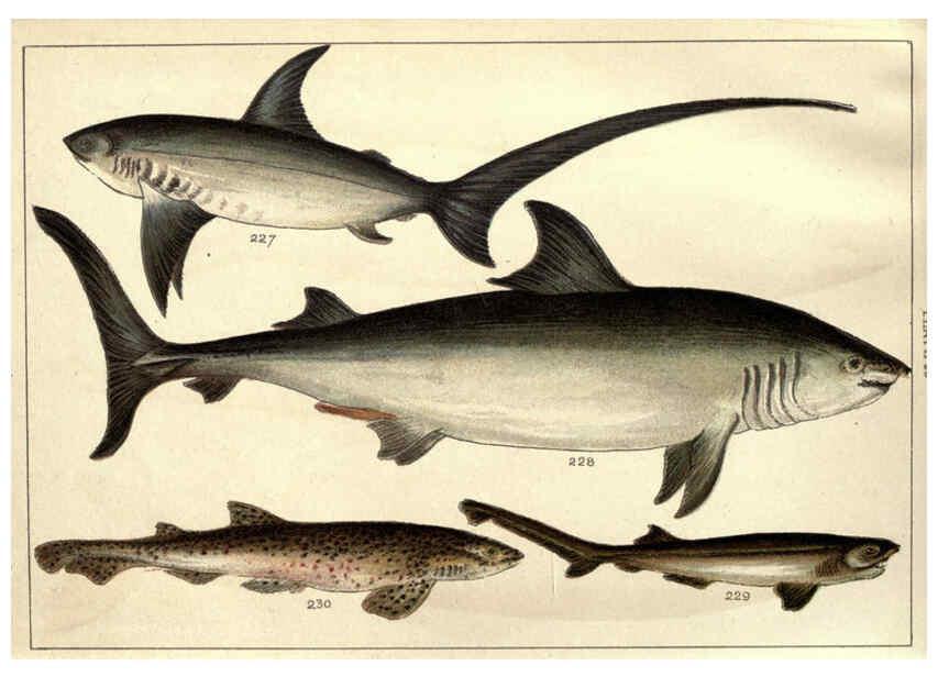 Reproducción/Reproduction 5985053442: Our country's fishes and how to know them London :Simpkin, Hamilton, Kent & Co.,[1902] 