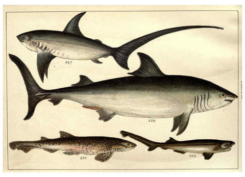 Reproducción/Reproduction 5985053442: Our country's fishes and how to know them London :Simpkin, Hamilton, Kent & Co.,[1902] 