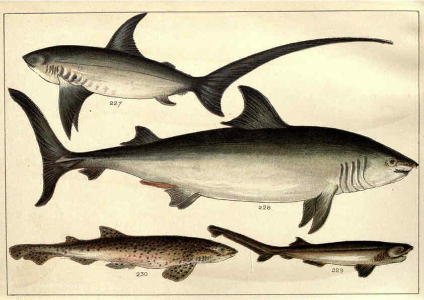 Reproducción/Reproduction 5985053442: Our country's fishes and how to know them London :Simpkin, Hamilton, Kent & Co.,[1902] 