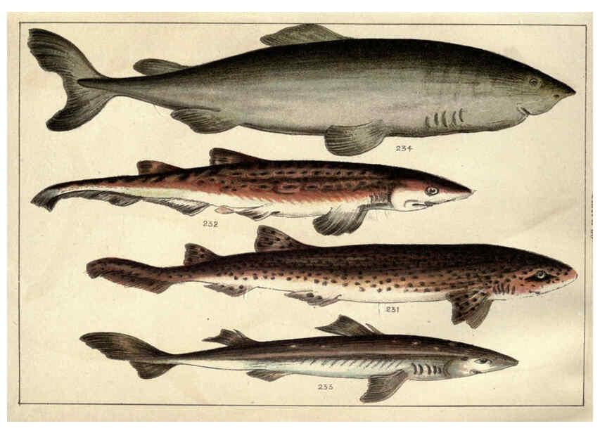 Reproducción/Reproduction 5985053618: Our country's fishes and how to know them London :Simpkin, Hamilton, Kent & Co.,[1902] 