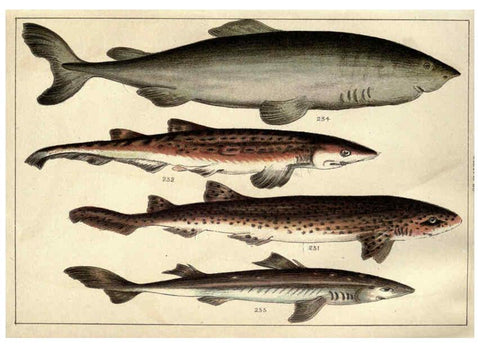 Reproducción/Reproduction 5985053618: Our country's fishes and how to know them London :Simpkin, Hamilton, Kent & Co.,[1902] 