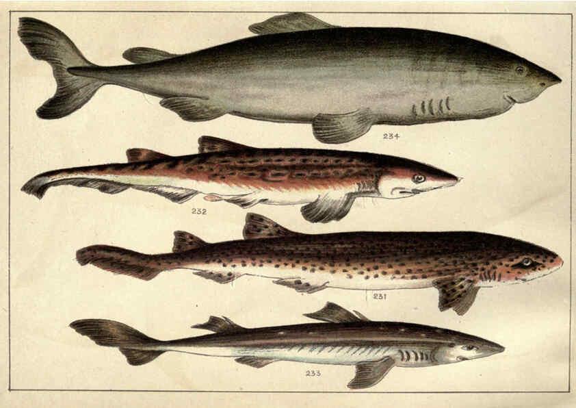 Reproducción/Reproduction 5985053618: Our country's fishes and how to know them London :Simpkin, Hamilton, Kent & Co.,[1902] 