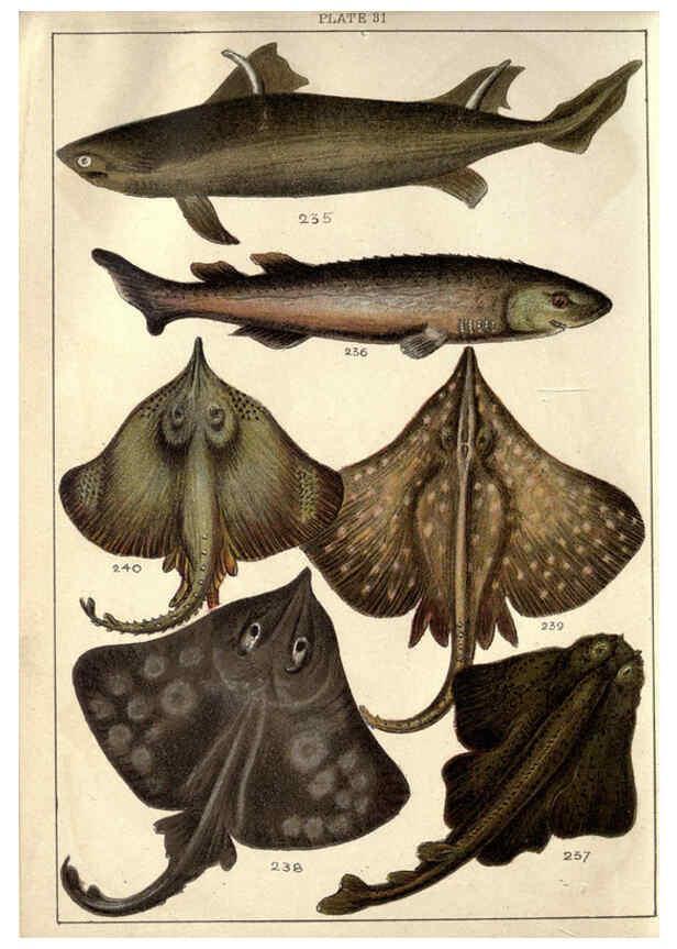 Reproducción/Reproduction 5985053890: Our country's fishes and how to know them London :Simpkin, Hamilton, Kent & Co.,[1902] 