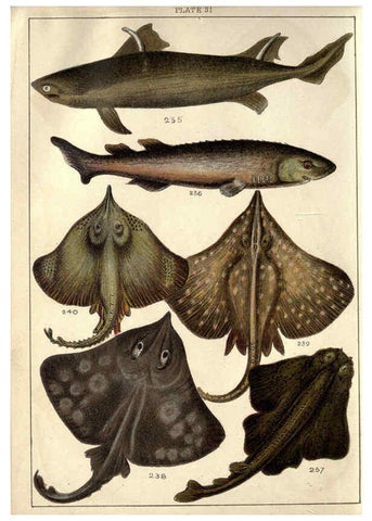 Reproducción/Reproduction 5985053890: Our country's fishes and how to know them London :Simpkin, Hamilton, Kent & Co.,[1902] 