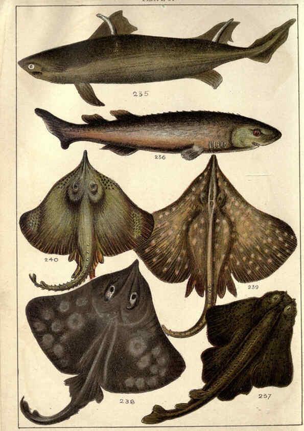 Reproducción/Reproduction 5985053890: Our country's fishes and how to know them London :Simpkin, Hamilton, Kent & Co.,[1902] 