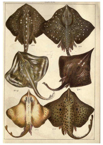 Reproducción/Reproduction 5984490303: Our country's fishes and how to know them London :Simpkin, Hamilton, Kent & Co.,[1902] 