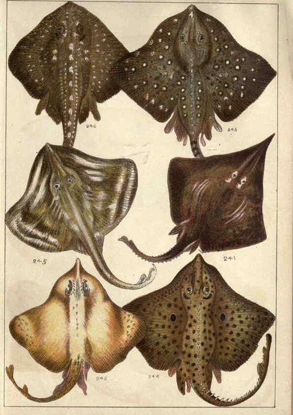 Reproducción/Reproduction 5984490303: Our country's fishes and how to know them London :Simpkin, Hamilton, Kent & Co.,[1902] 