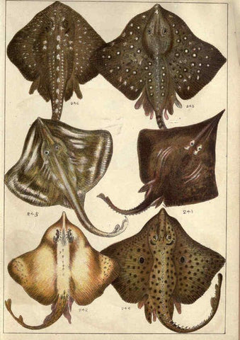 Reproducción/Reproduction 5984490303: Our country's fishes and how to know them London :Simpkin, Hamilton, Kent & Co.,[1902] 