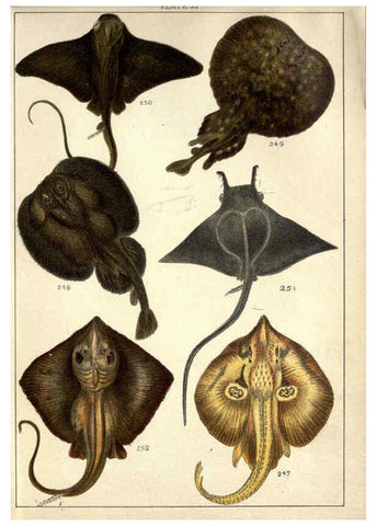 Reproducción/Reproduction 5984490511: Our country's fishes and how to know them London :Simpkin, Hamilton, Kent & Co.,[1902] 