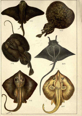 Reproducción/Reproduction 5984490511: Our country's fishes and how to know them London :Simpkin, Hamilton, Kent & Co.,[1902] 