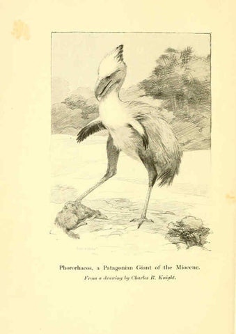 Reproducción/Reproduction 5984589703: Animals of the past New York,McClure, Phillips & Co.,1901