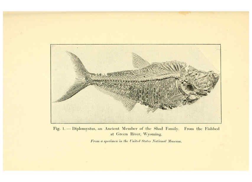 Reproducción/Reproduction 5984590021: Animals of the past New York,McClure, Phillips & Co.,1901