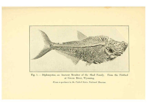 Reproducción/Reproduction 5984590021: Animals of the past New York,McClure, Phillips & Co.,1901