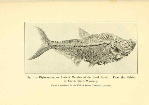 Reproducción/Reproduction 5984590021: Animals of the past New York,McClure, Phillips & Co.,1901