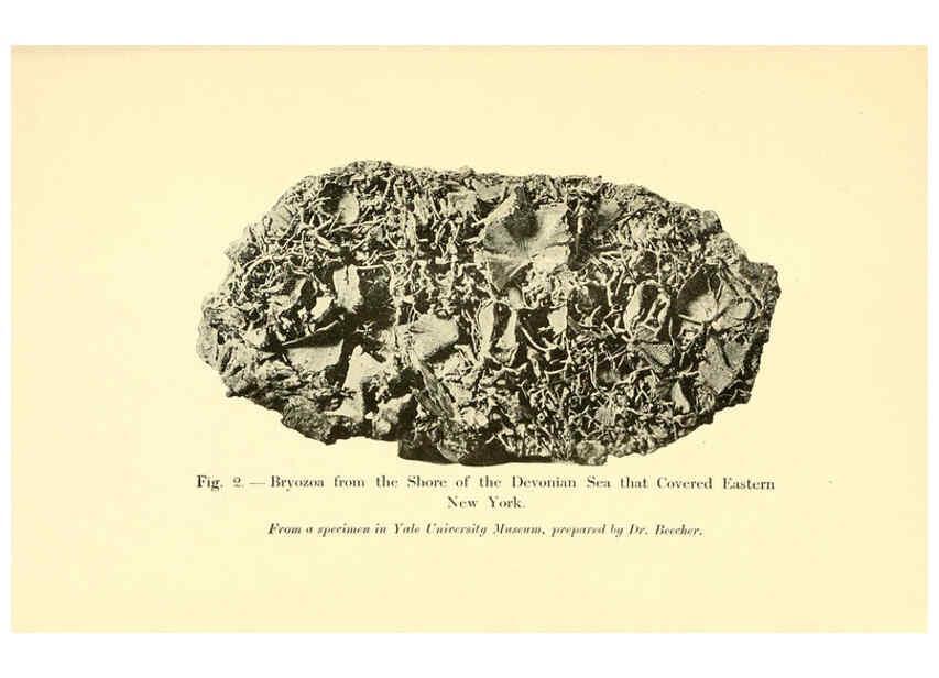 Reproducción/Reproduction 5985153820: Animals of the past New York,McClure, Phillips & Co.,1901