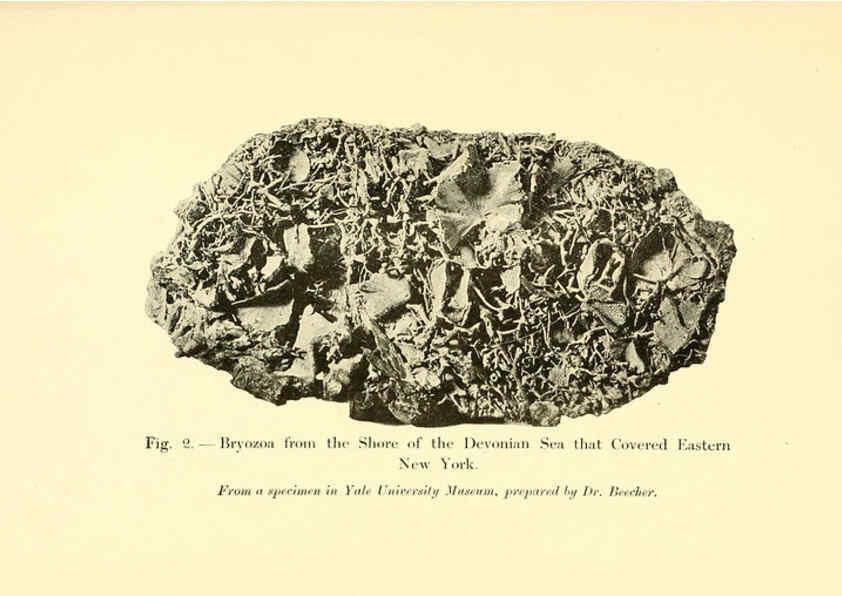 Reproducción/Reproduction 5985153820: Animals of the past New York,McClure, Phillips & Co.,1901