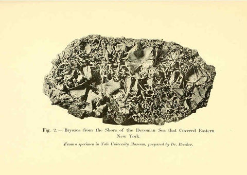Reproducción/Reproduction 5985153820: Animals of the past New York,McClure, Phillips & Co.,1901