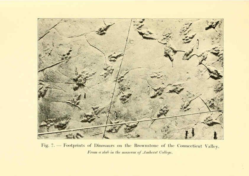 Reproducción/Reproduction 5985154024: Animals of the past New York,McClure, Phillips & Co.,1901