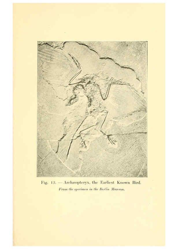 Reproducción/Reproduction 5984591139: Animals of the past New York,McClure, Phillips & Co.,1901