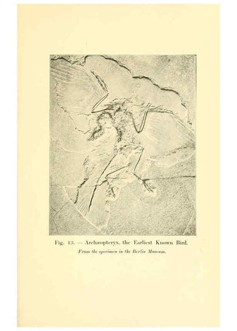 Reproducción/Reproduction 5984591139: Animals of the past New York,McClure, Phillips & Co.,1901