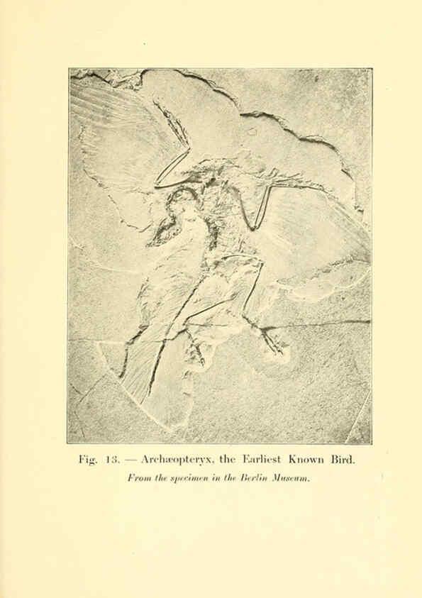 Reproducción/Reproduction 5984591139: Animals of the past New York,McClure, Phillips & Co.,1901
