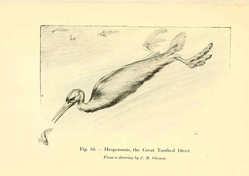Reproducción/Reproduction 5985154818: Animals of the past New York,McClure, Phillips & Co.,1901