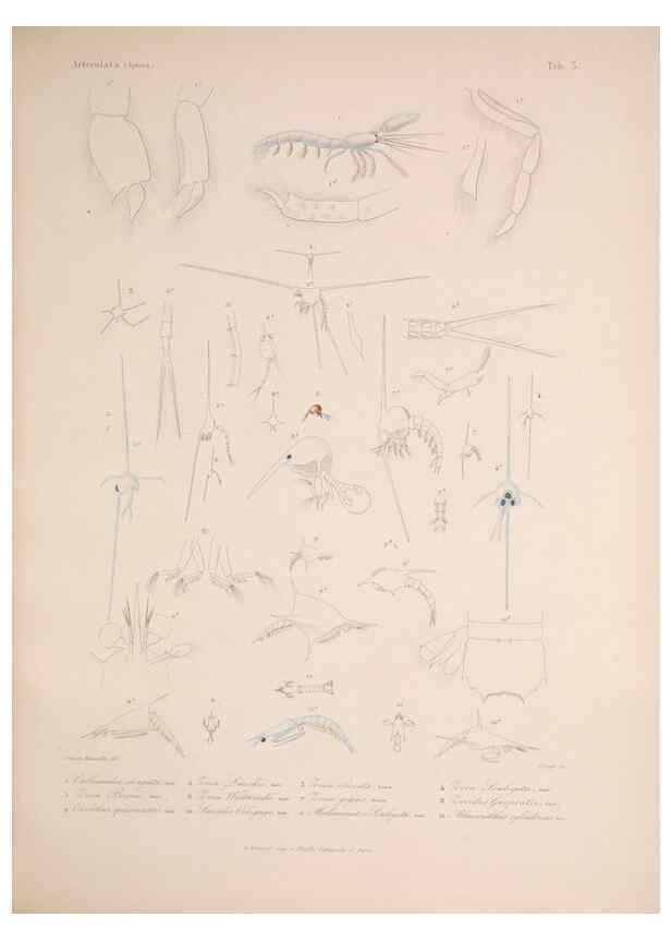Reproducción/Reproduction 5984240097: Histoire physique, politique et naturelle de l'ile de Cuba: Atlas:Insects Paris :A. Bertrand,1838-1857