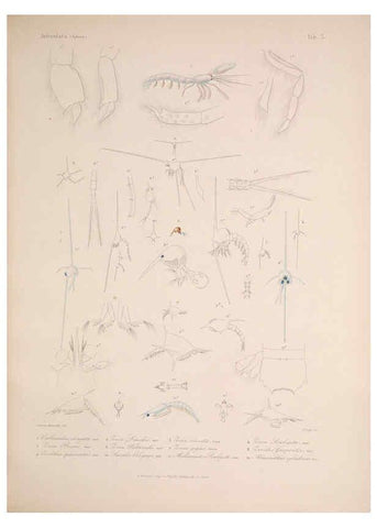 Reproducción/Reproduction 5984240097: Histoire physique, politique et naturelle de l'ile de Cuba: Atlas:Insects Paris :A. Bertrand,1838-1857