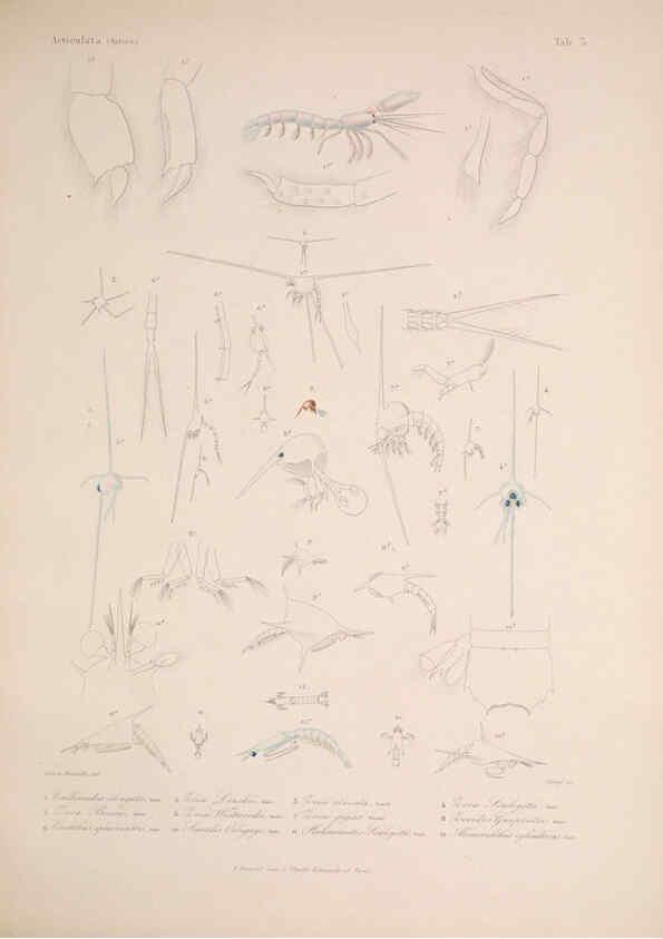 Reproducción/Reproduction 5984240097: Histoire physique, politique et naturelle de l'ile de Cuba: Atlas:Insects Paris :A. Bertrand,1838-1857