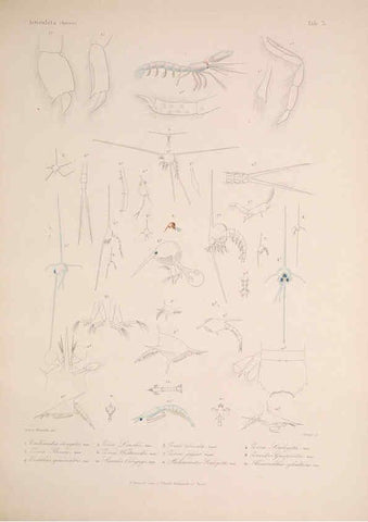 Reproducción/Reproduction 5984240097: Histoire physique, politique et naturelle de l'ile de Cuba: Atlas:Insects Paris :A. Bertrand,1838-1857