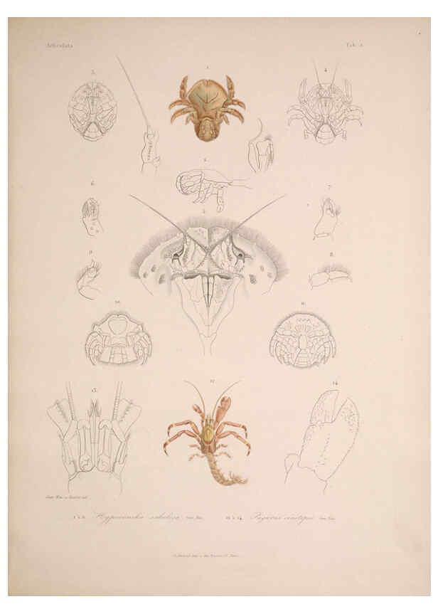 Reproducción/Reproduction 5984239493: Histoire physique, politique et naturelle de l'ile de Cuba: Atlas:Insects Paris :A. Bertrand,1838-1857